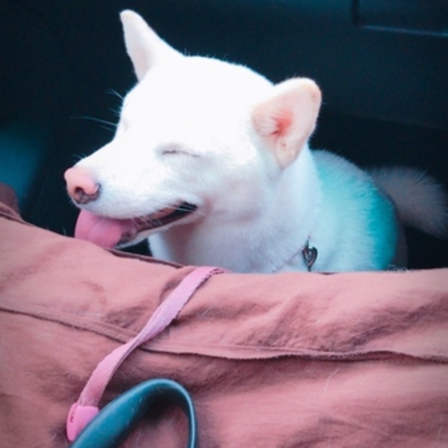 さおぽりすのカバー写真