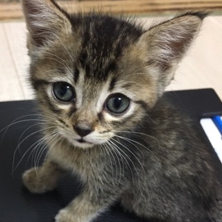 キジトラ子猫ちゃん