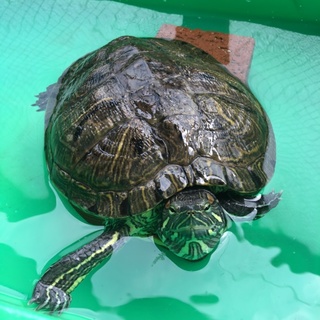 カメちょんの里親様。