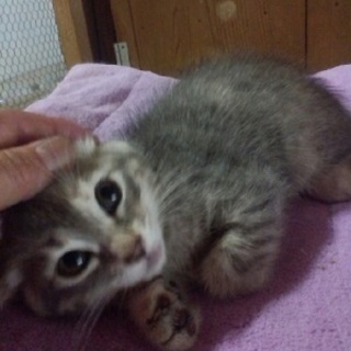 そっくり2匹の子猫姉妹2ヶ月