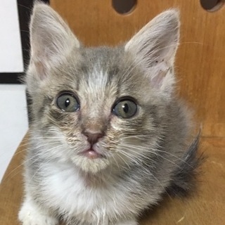 薄グレー子猫ちゃん