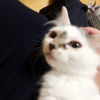 ふわふわの可愛い子
