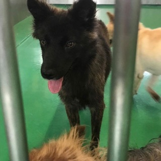 琉球犬MIX！ 不成立の為再募集！