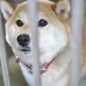 人懐こい可愛い柴犬の女の子