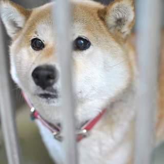 人懐こい可愛い柴犬の女の子