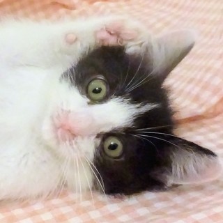 8/13銀座★かぼすくん4カ月