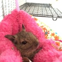 デグー3才♂