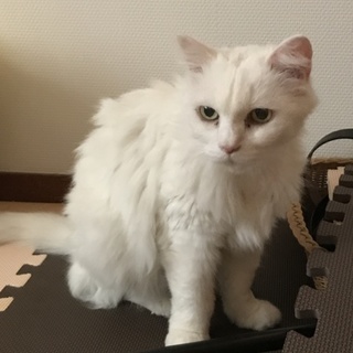 白長毛ゴージャスなシニア
