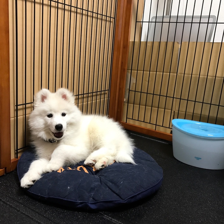 茶々のカバー写真