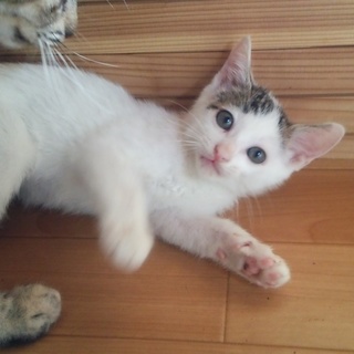白ぶちくんと三毛ちゃん（仔猫2ヶ月）