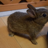 ネザーランドドワーフ仔ウサギ6匹 サムネイル7