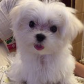 可愛い子犬のマルチーズ♀