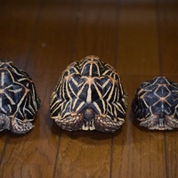 インドホシガメ3