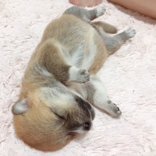 生後間もない子犬です。保護しました。