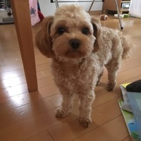 きゅうた
