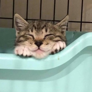 片目が見えない子猫ちゃん