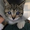 片目が見えない子猫ちゃん サムネイル2
