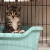 片目が見えない子猫ちゃん サムネイル3