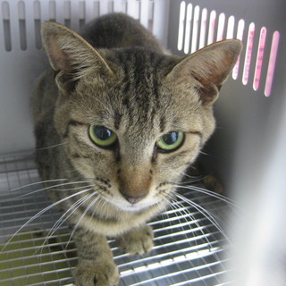 緊急！持ち込まれた飼い猫ちゃん明日7/9が期限！