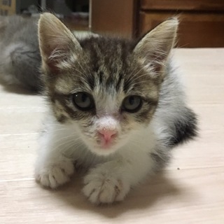 キジ白子猫ちゃん