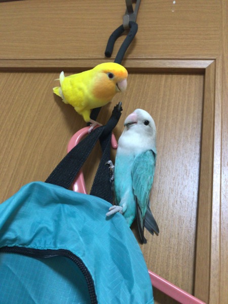 コザクラインコ(2匹)セ」青森県 - 鳥の里親募集(152670) :: ペット