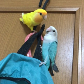 コザクラインコ(２匹)セキセイインコ(1匹)