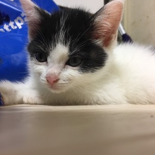 白黒子猫ちゃん