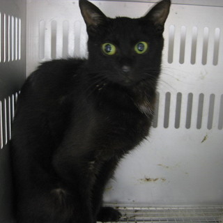 緊急！持ち込まれた飼い猫ちゃん明日7/9が期限！