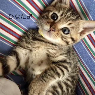 お膝大好き甘えん坊 ひなた君