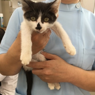 ３ヶ月 動物病院に捨てられていました