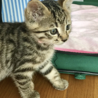 愛らしい女の子 みゆちゃん