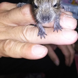 ノーマルデグーの赤ちゃん里親募集