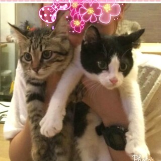 トライアル決定☆生後３ヶ月の女の子♀姫ちゃん