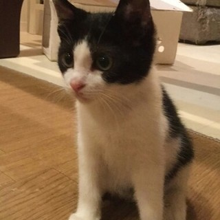 生後３ヶ月の女の子♀華ちゃん