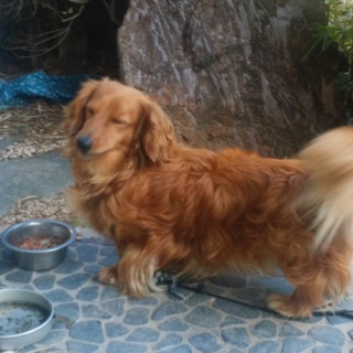 引き取り手を探しています