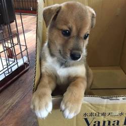保護犬の譲渡会を開催します