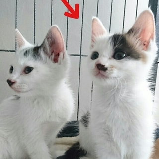 【おうち決定！】美猫三姉妹②番 ドリーちゃん