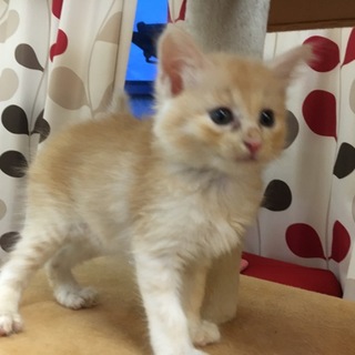 たぶん長毛子猫１ヶ月