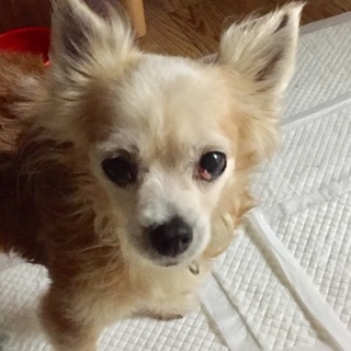 【募集終了】飼育困難、飼育放棄の老チワワ