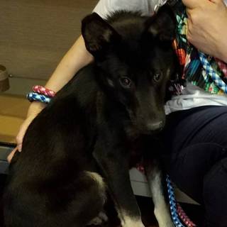 子犬ちゃんの家族を探しています