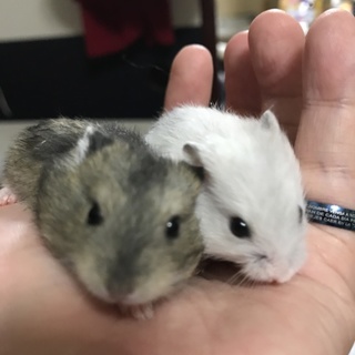 ジャンガリアンハムの里親さん募集中