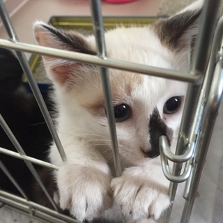 3兄弟♪みんな素敵なママ&パパの元にトライアル♪♪