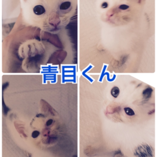 優しい性格のシロクロ君