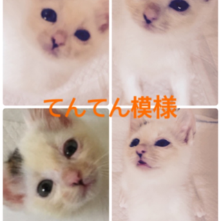 躾済みの可愛い男の子