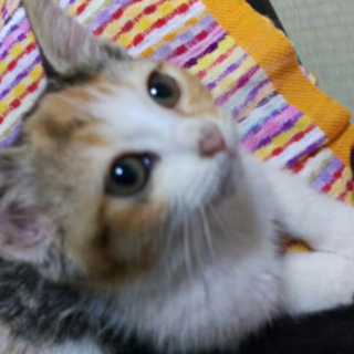 4兄弟①絵にかいたような可愛い三毛ちゃん