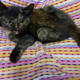 4兄弟②ひとなつこいふわふわサビちゃん