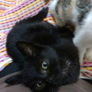 4兄弟③可愛い黒猫ぼうや