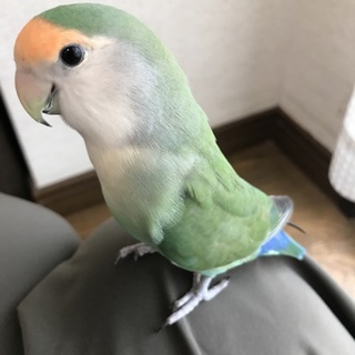 コザクラインコ2羽の里親募集