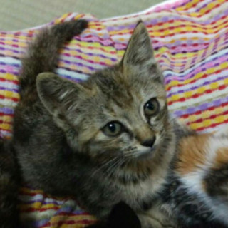 4兄弟④パステルサビの丸顔の女の子