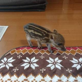 無事にお渡しできました。